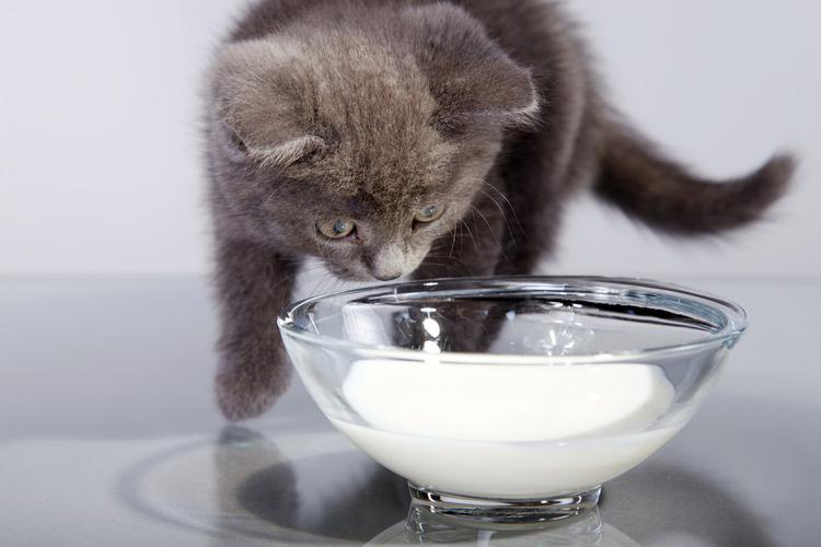 猫能喝纯奶么