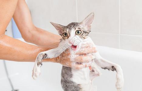 用香皂给猫洗澡
